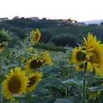 Apartment Fattoria Riomoro Colonnella