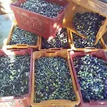 Fattoria Riomoro Colonnella