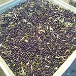 Fattoria Riomoro Colonnella