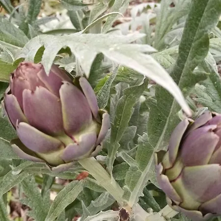 Fattoria Riomoro *