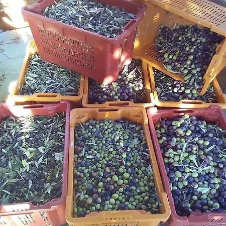 Fattoria Riomoro קולונלה