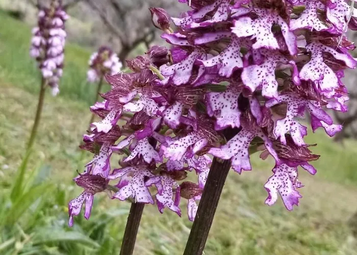 Fattoria Riomoro Lägenhet