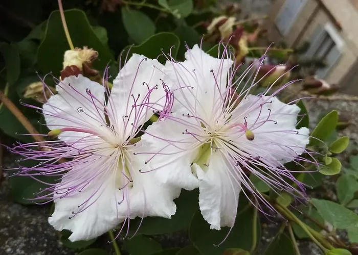 Lägenhet Fattoria Riomoro