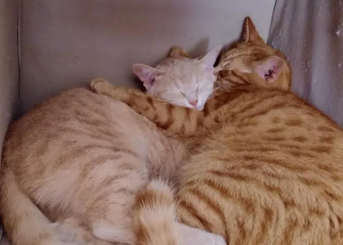 Lägenhet Fattoria Riomoro